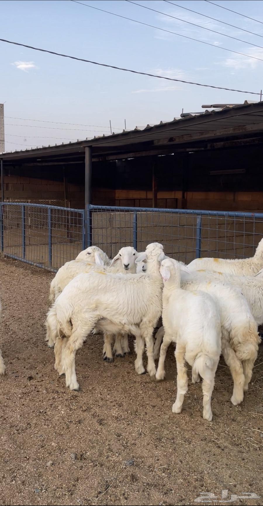 13 Free-range Roosters from Al-Qani and Al-Murbey for Establishing a Farm63856294375939111