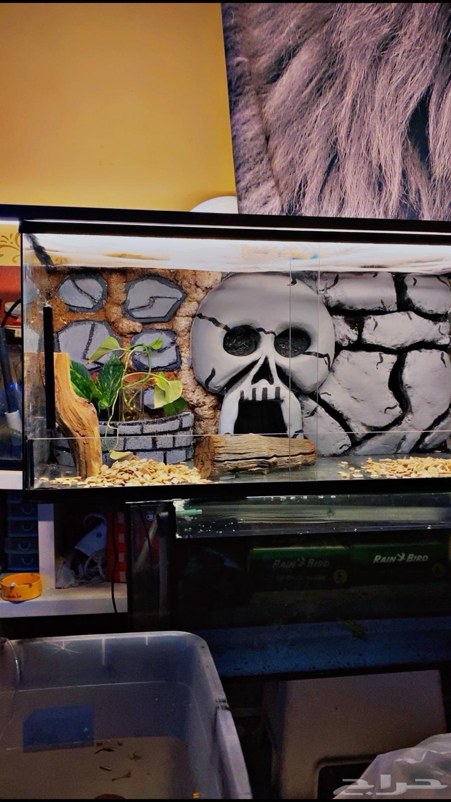 Reptile tank with background63871873383043111