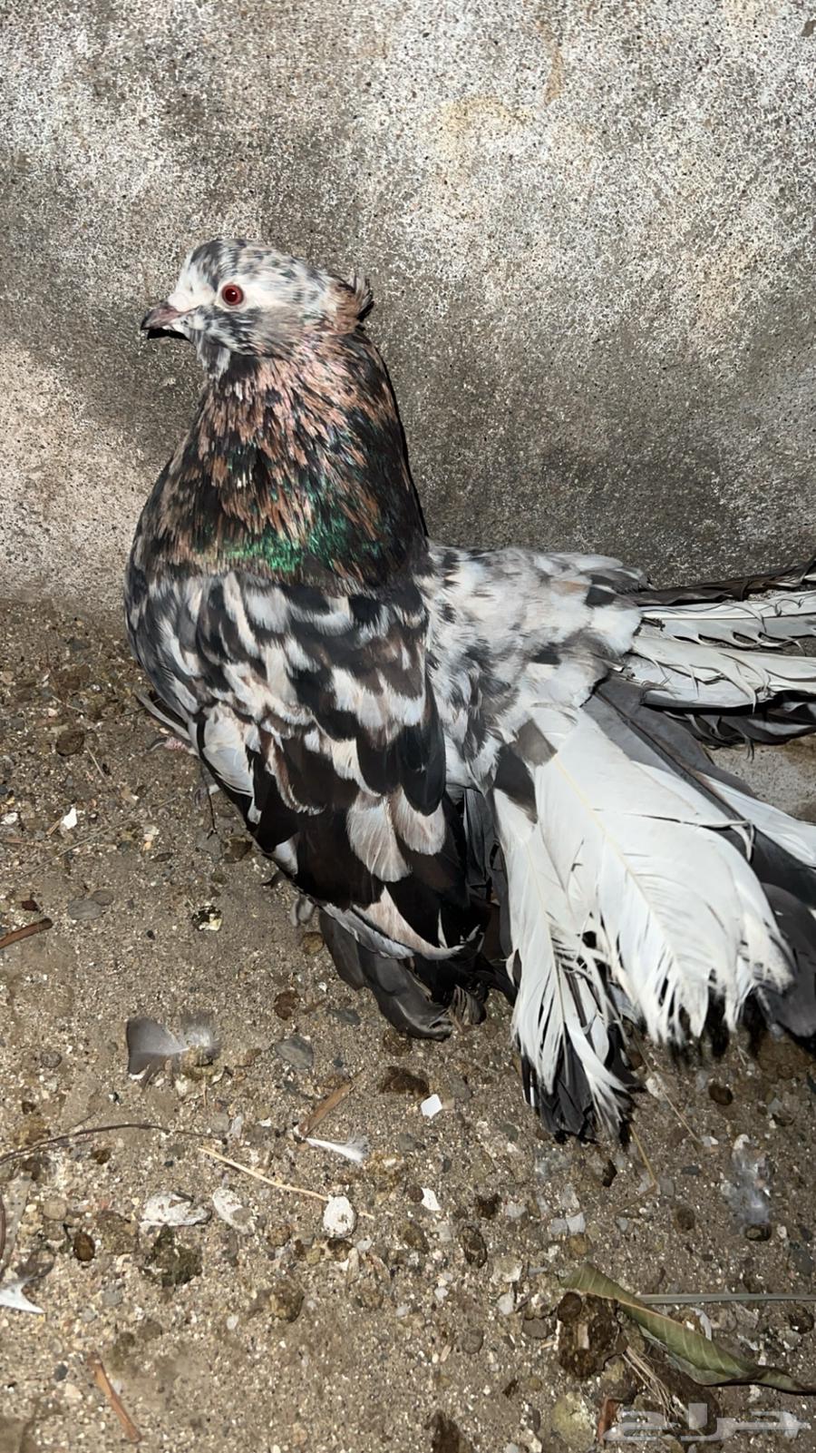 American Monk Parrot Pair Rare Producer63860012278017111