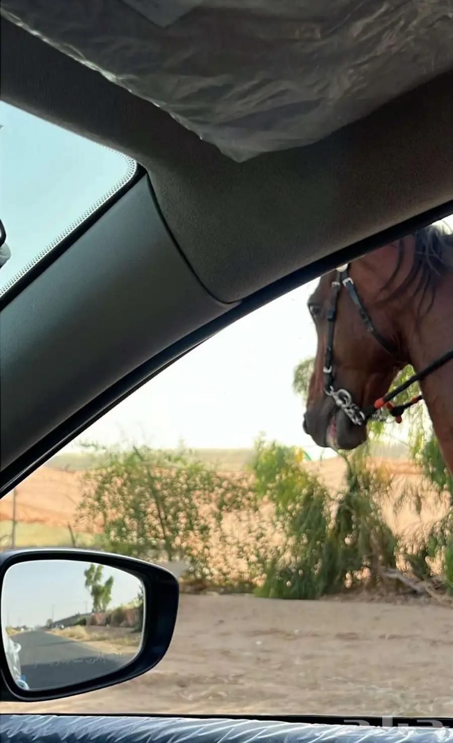 Horse63859078069635110