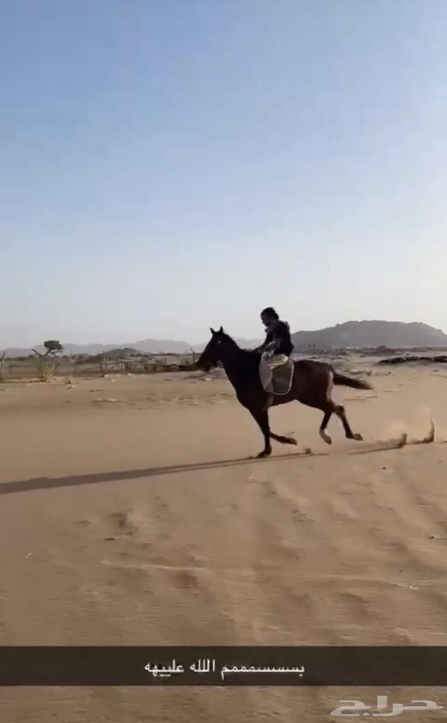 Horse63859078069635114