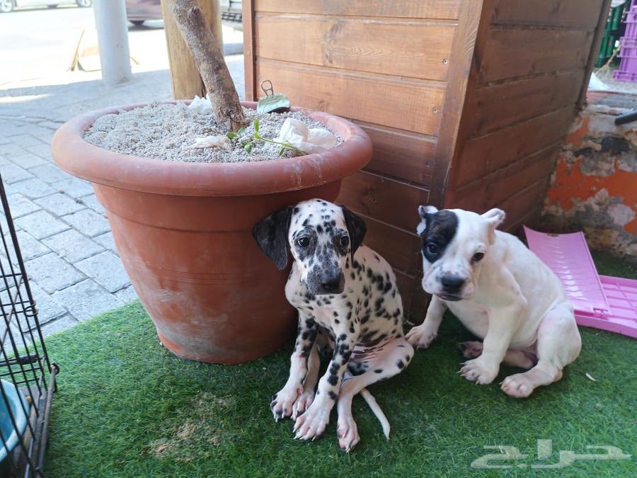 Dalmatian (Dalmasy - Dalmatian)63862226514689112
