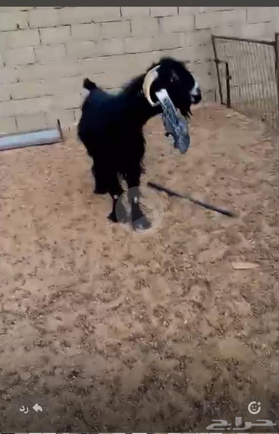تيس عارضي فحل معرف63859589682049111