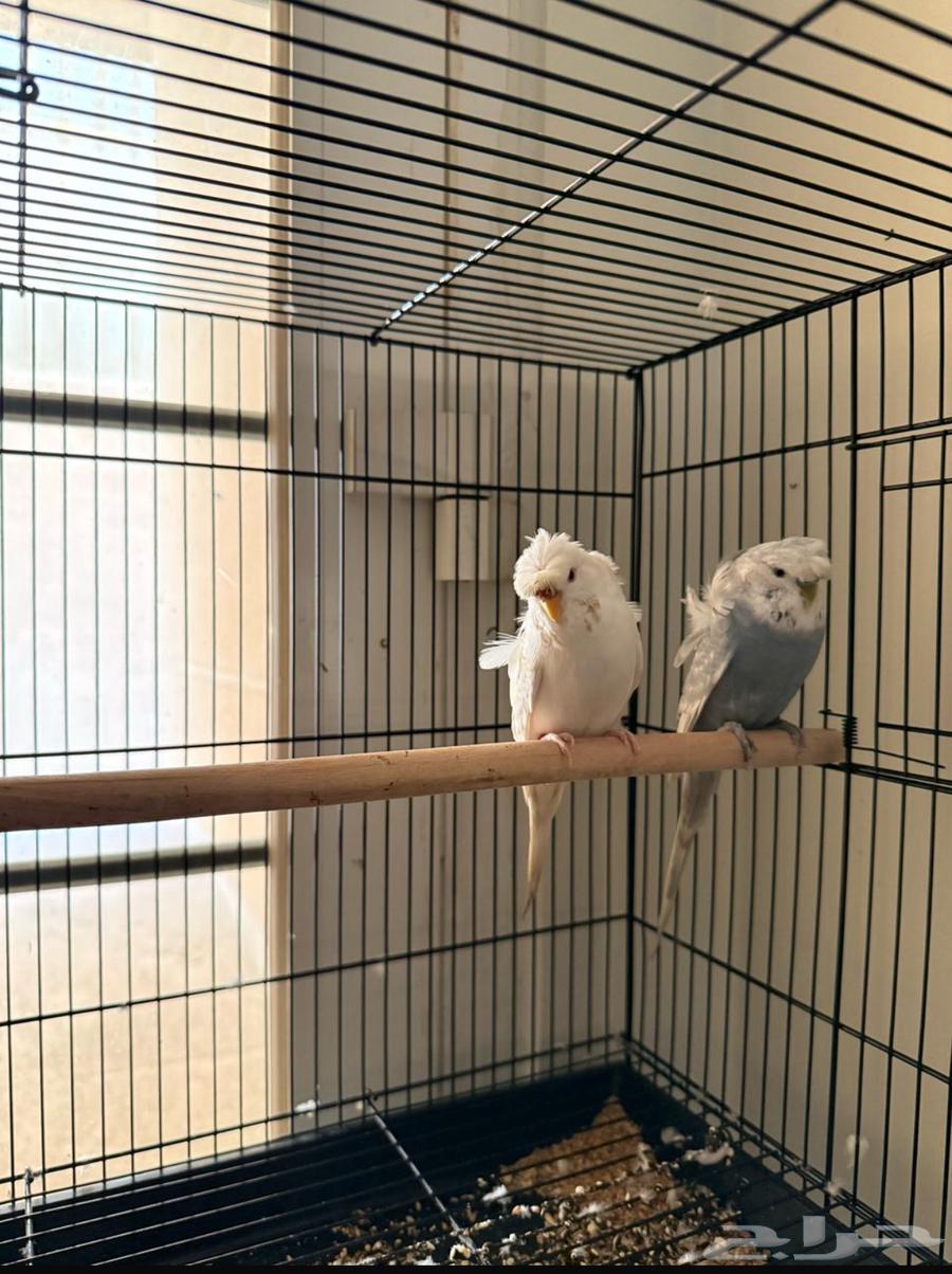 Hougu Double Crest Budgie63870652331521111