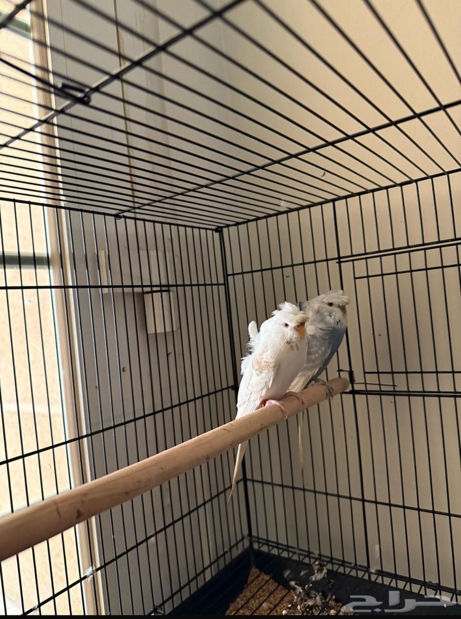 Hougu Double Crest Budgie63870652331521110