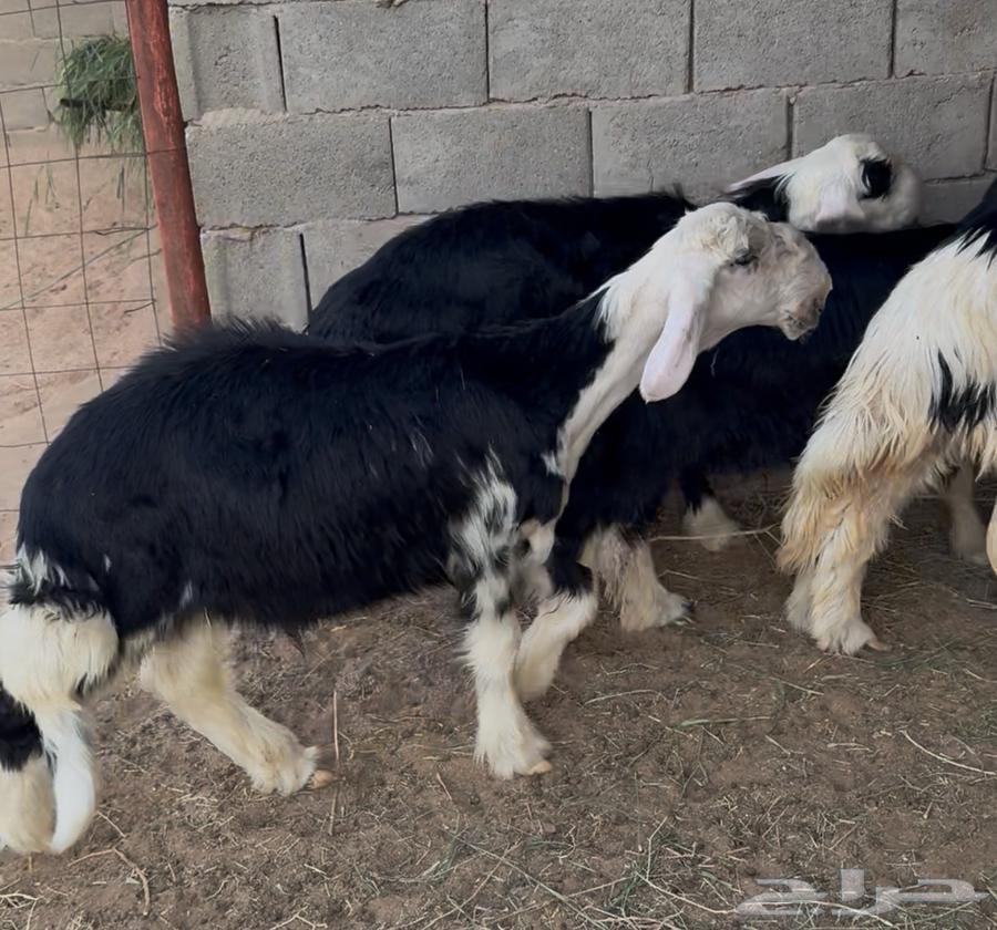 4 Najdi lambs between 4 to 5 months (sold)63869688267393112