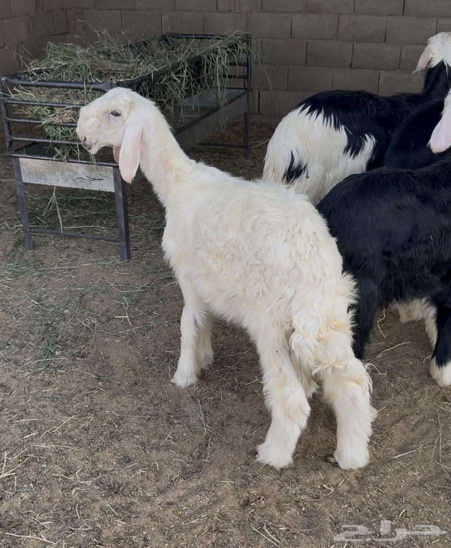 4 Najdi lambs between 4 to 5 months (sold)63869688267393110