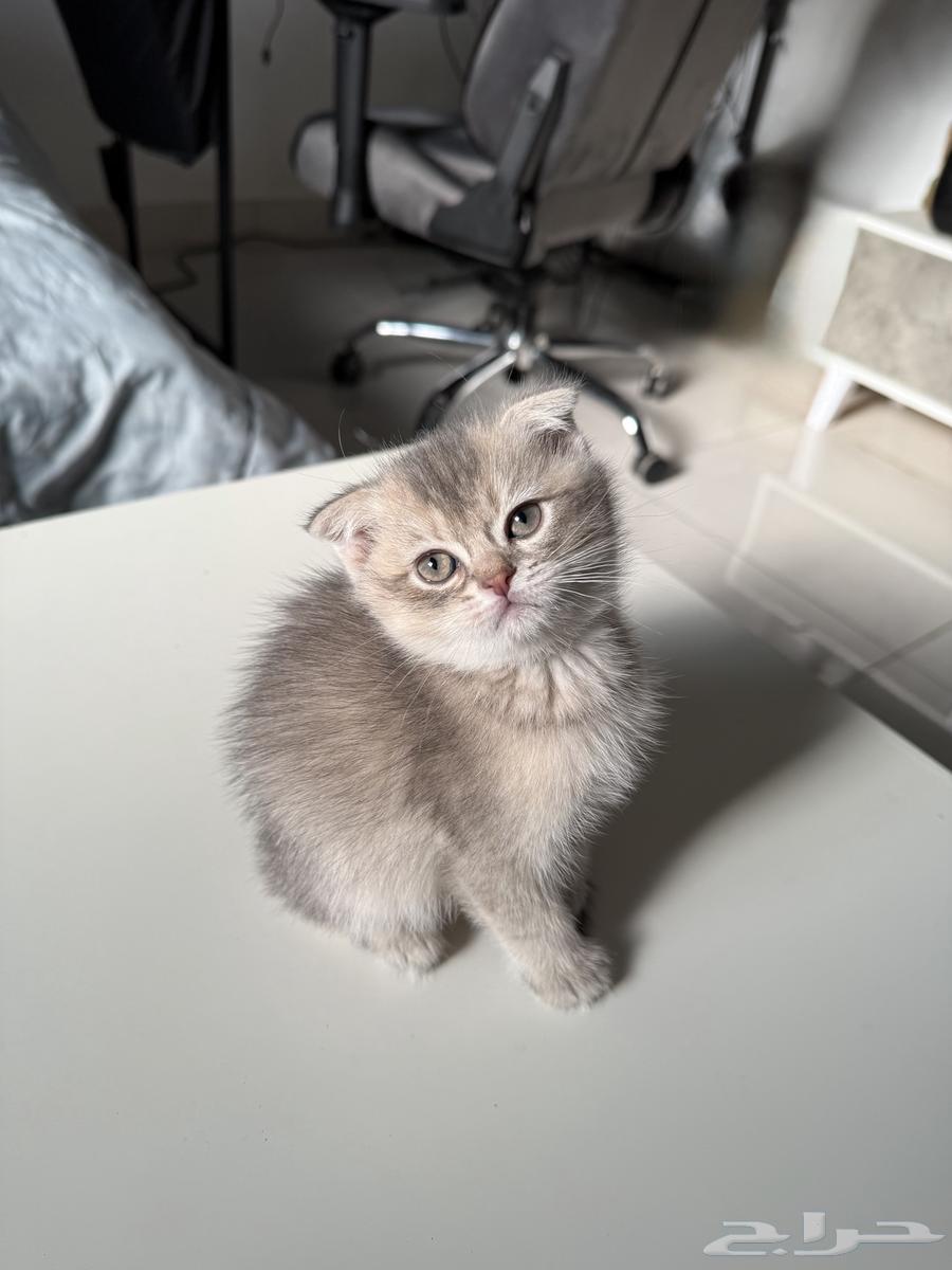 Scottish Fold British Kitten63867339711233111