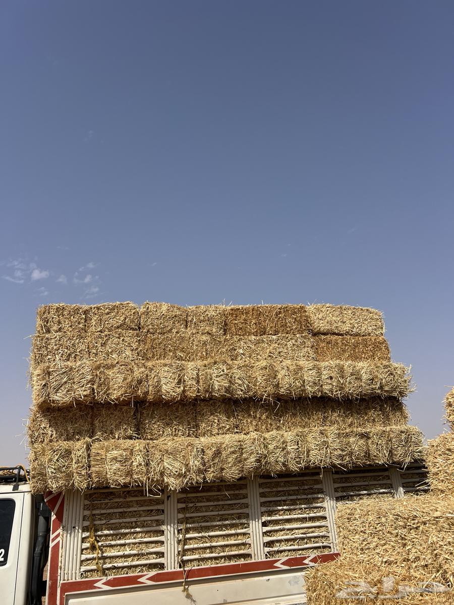Fine smooth barley63870652527747110