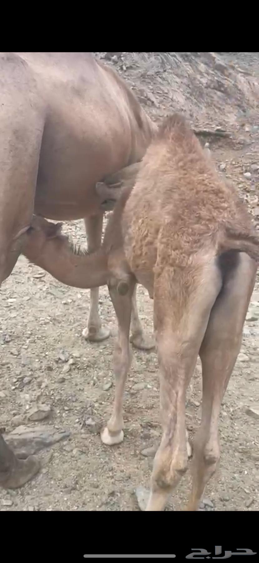Goats for sale63868614831875112