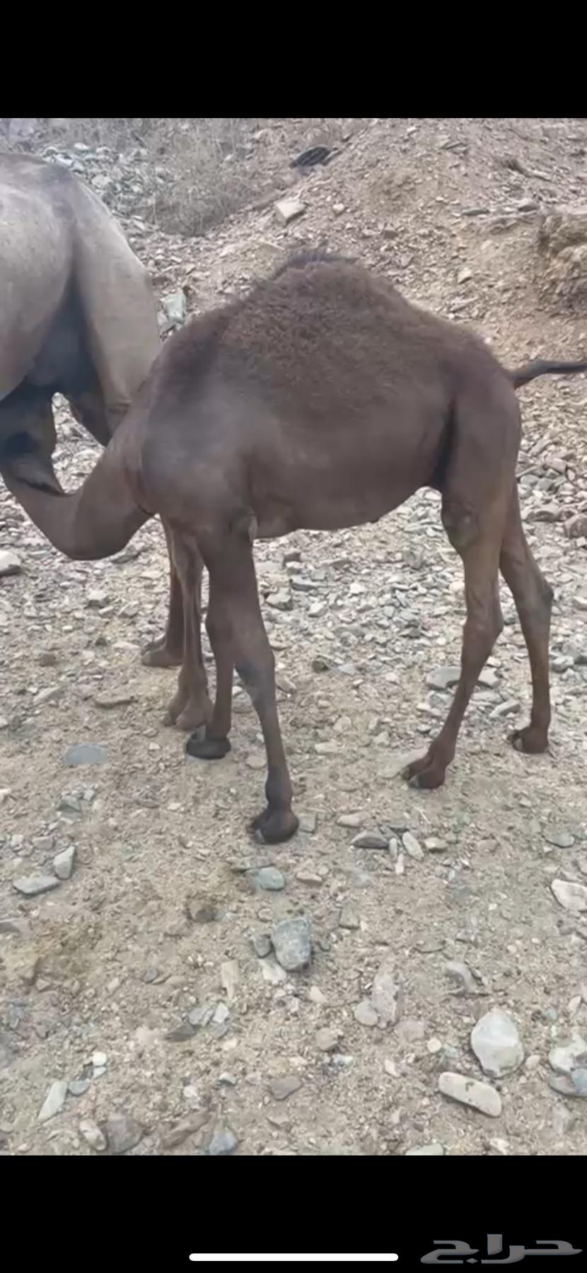 Goats for sale63868614831875110
