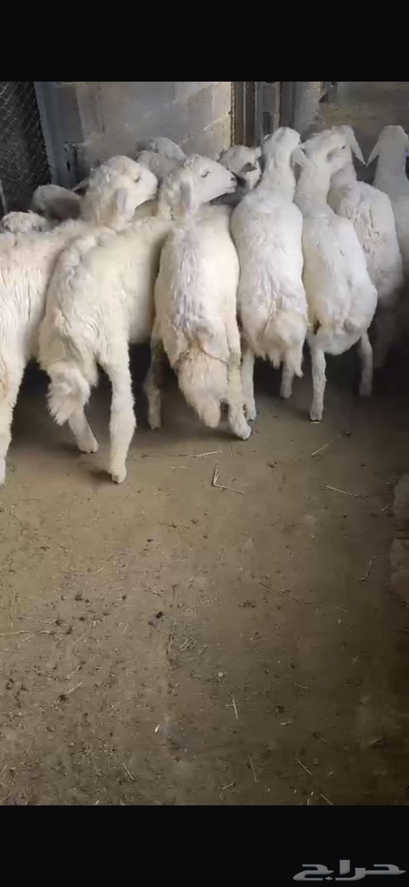 طليان حريه فل شحم للمناسبات63862745279874113