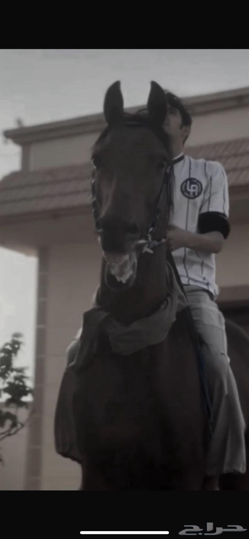 Horse63859078069635113
