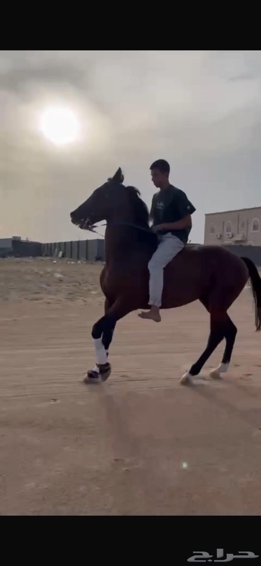 Horse63859078069635111