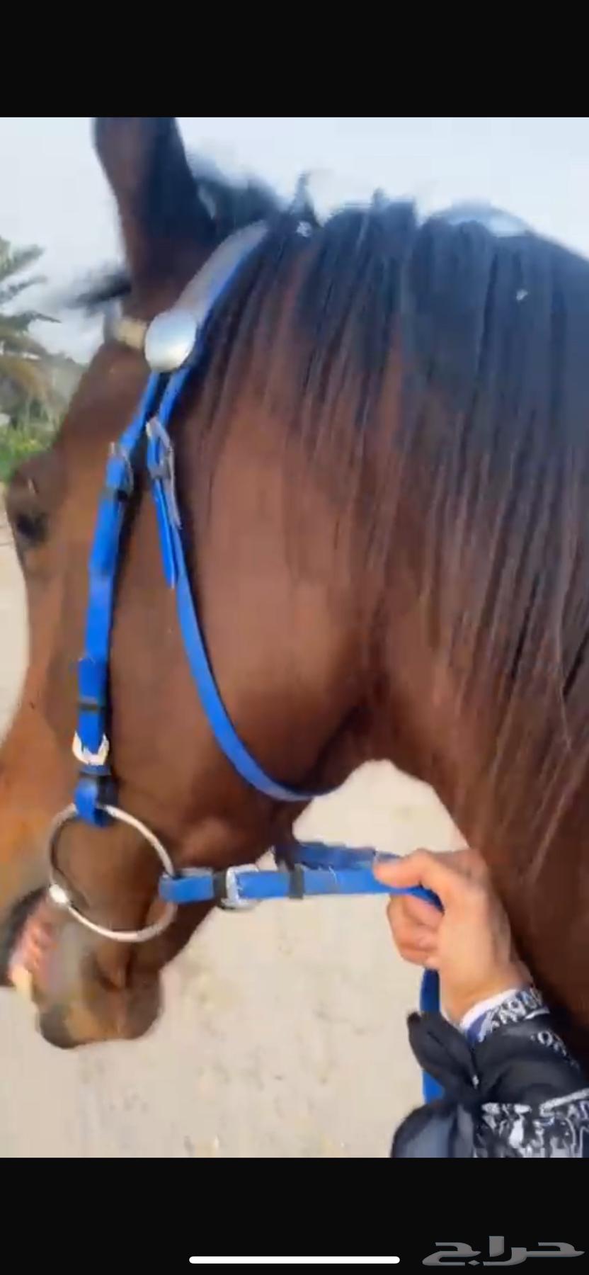 Horse63859078069635112