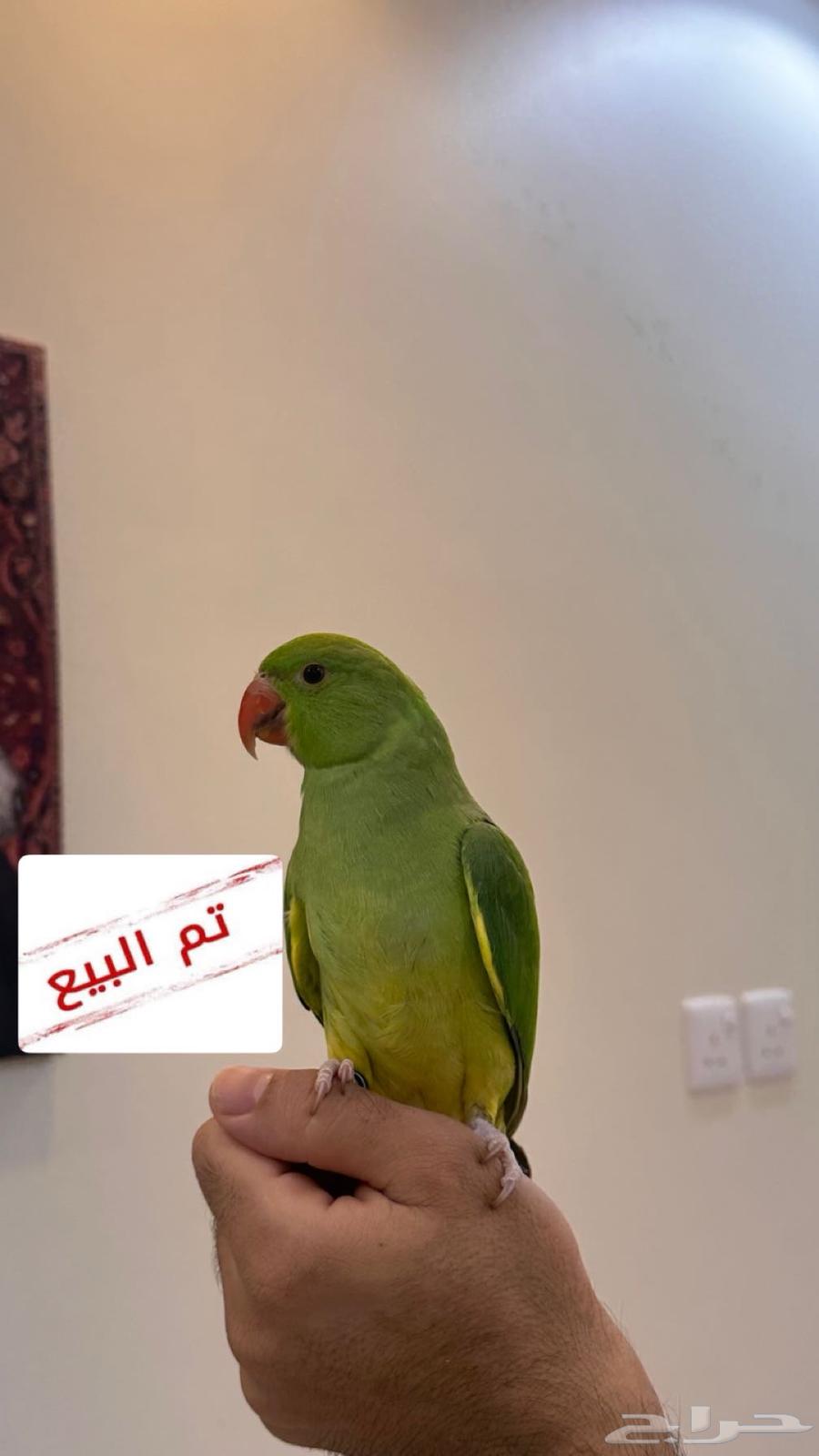تم البيع فرخ درة هولندي اليف ( يلو هد يلو تل )63677260662913110