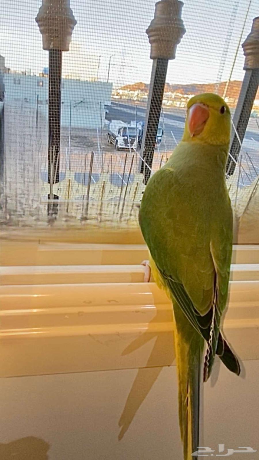 Sold Dutch Pearl Cock (Yellow Head Yellow Tail)63657327990274114