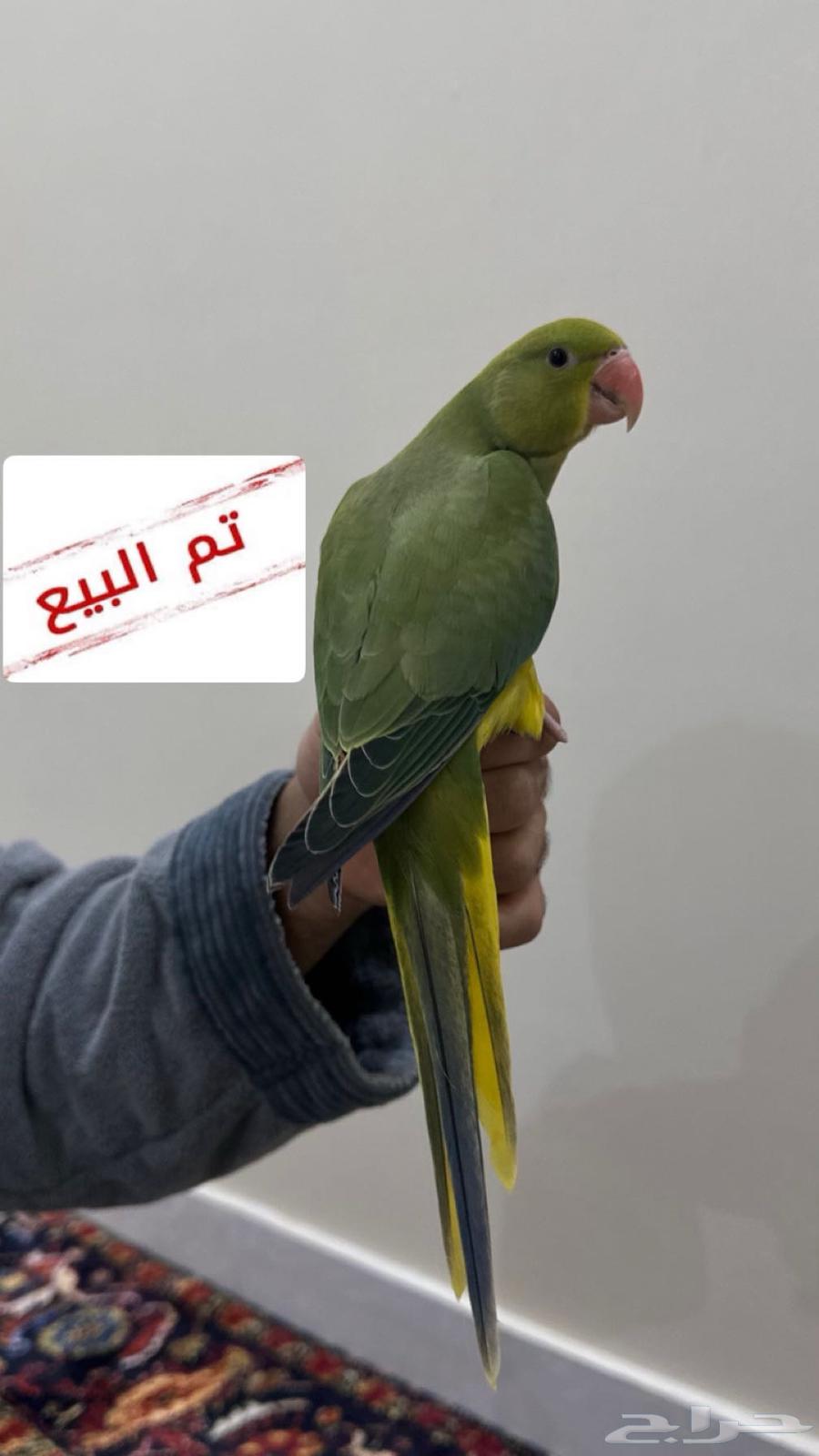 تم البيع فرخ درة هولندي ( يلو هد يلو تل )63674722762371110