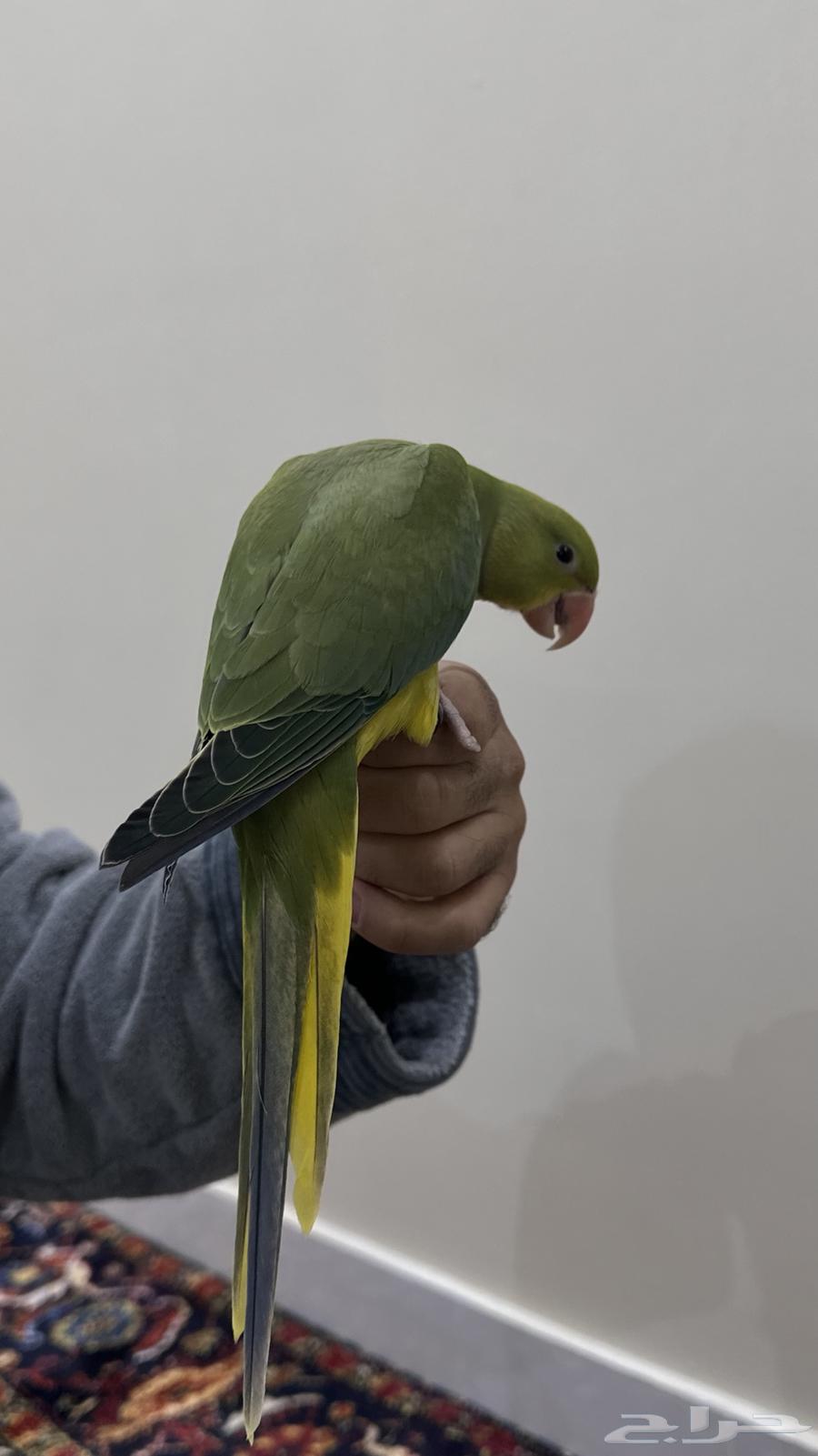 تم البيع فرخ درة هولندي ( يلو هد يلو تل )63674722762371112