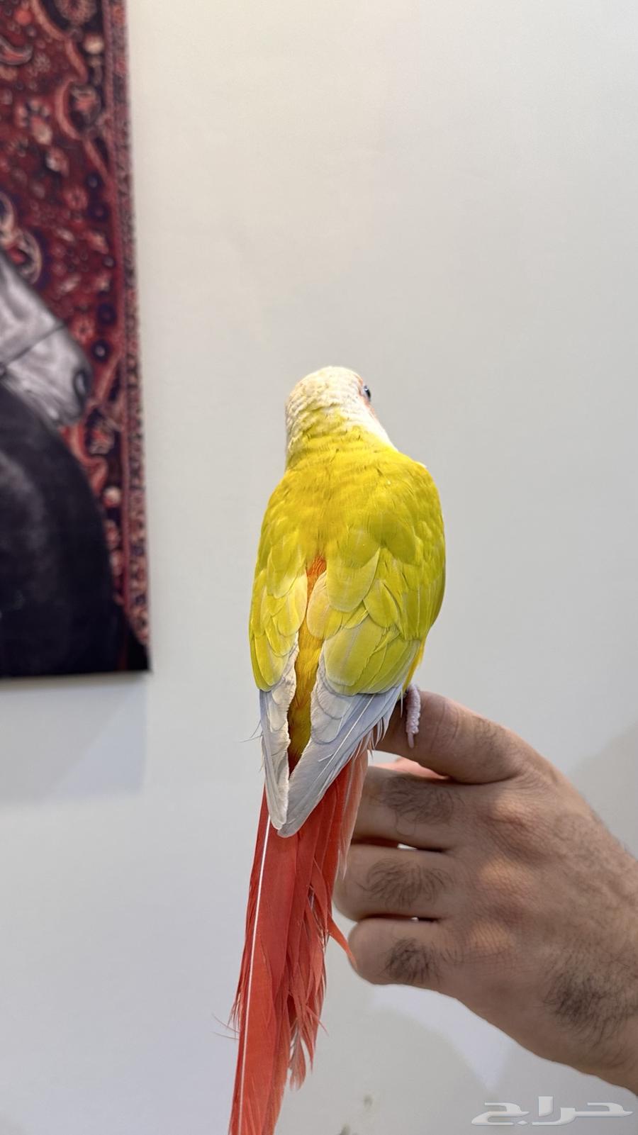 تم_البيع ذكر كنيور (صن شيك ريد فاكتور)63618298377091113