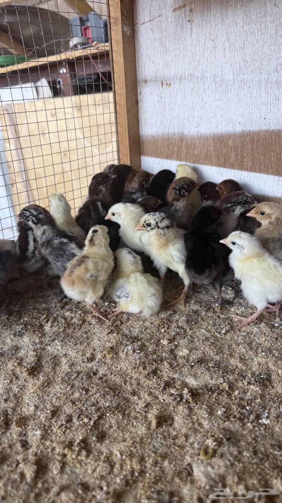 Local chicks aged 3 to 6 days63884473346563110