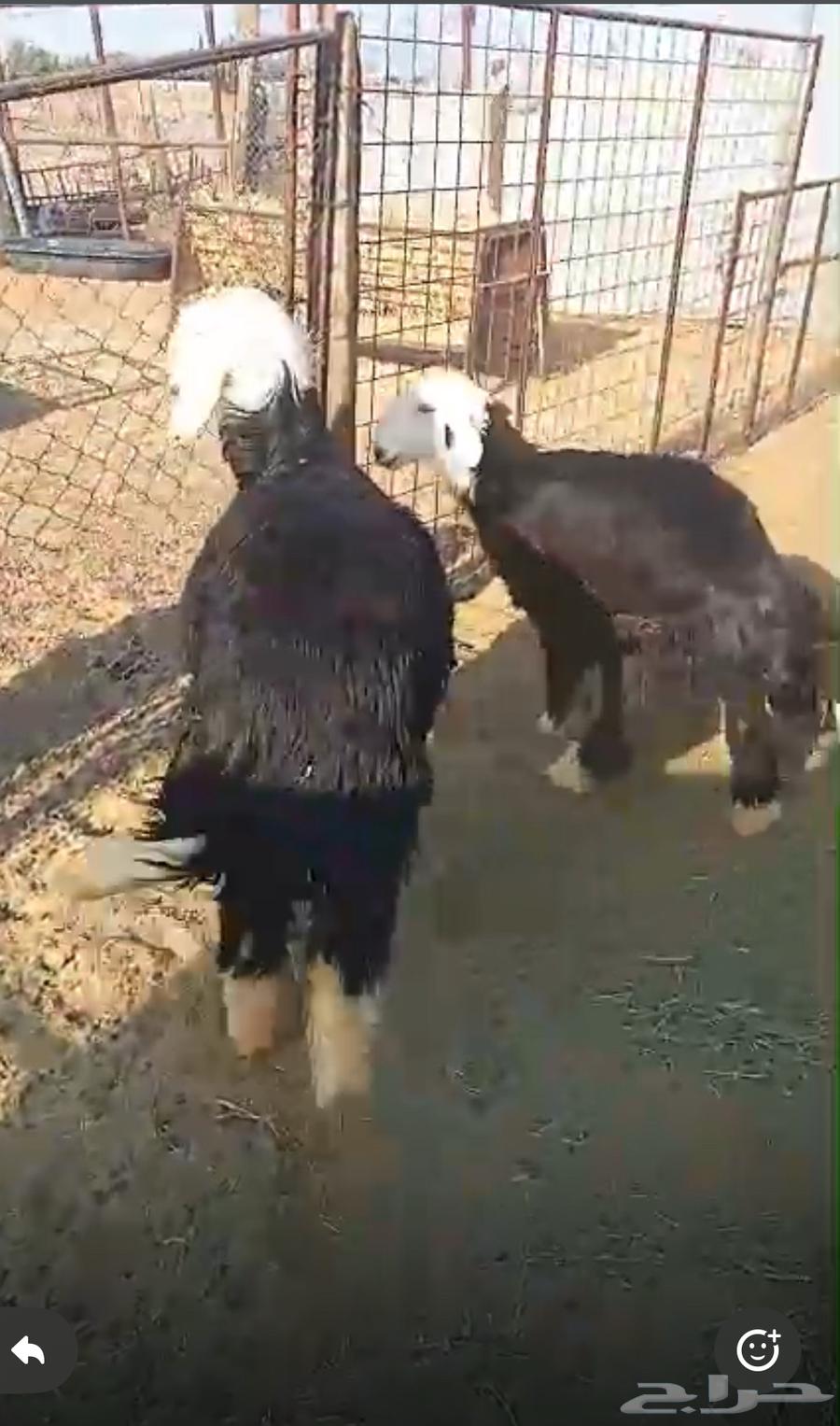 Two Najdi female camels with coverings - Sold -63880051808001110