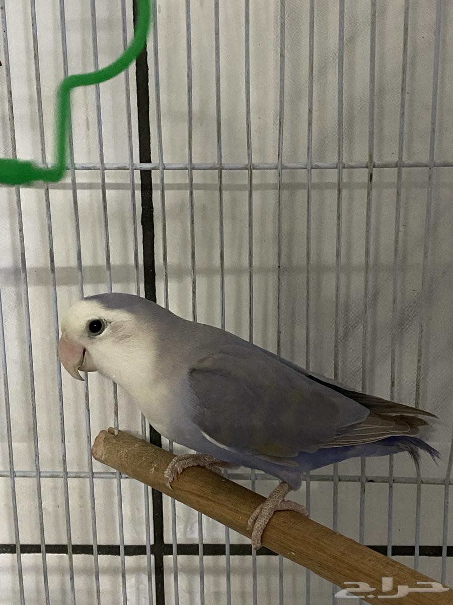 Bird of the day63619062502787112