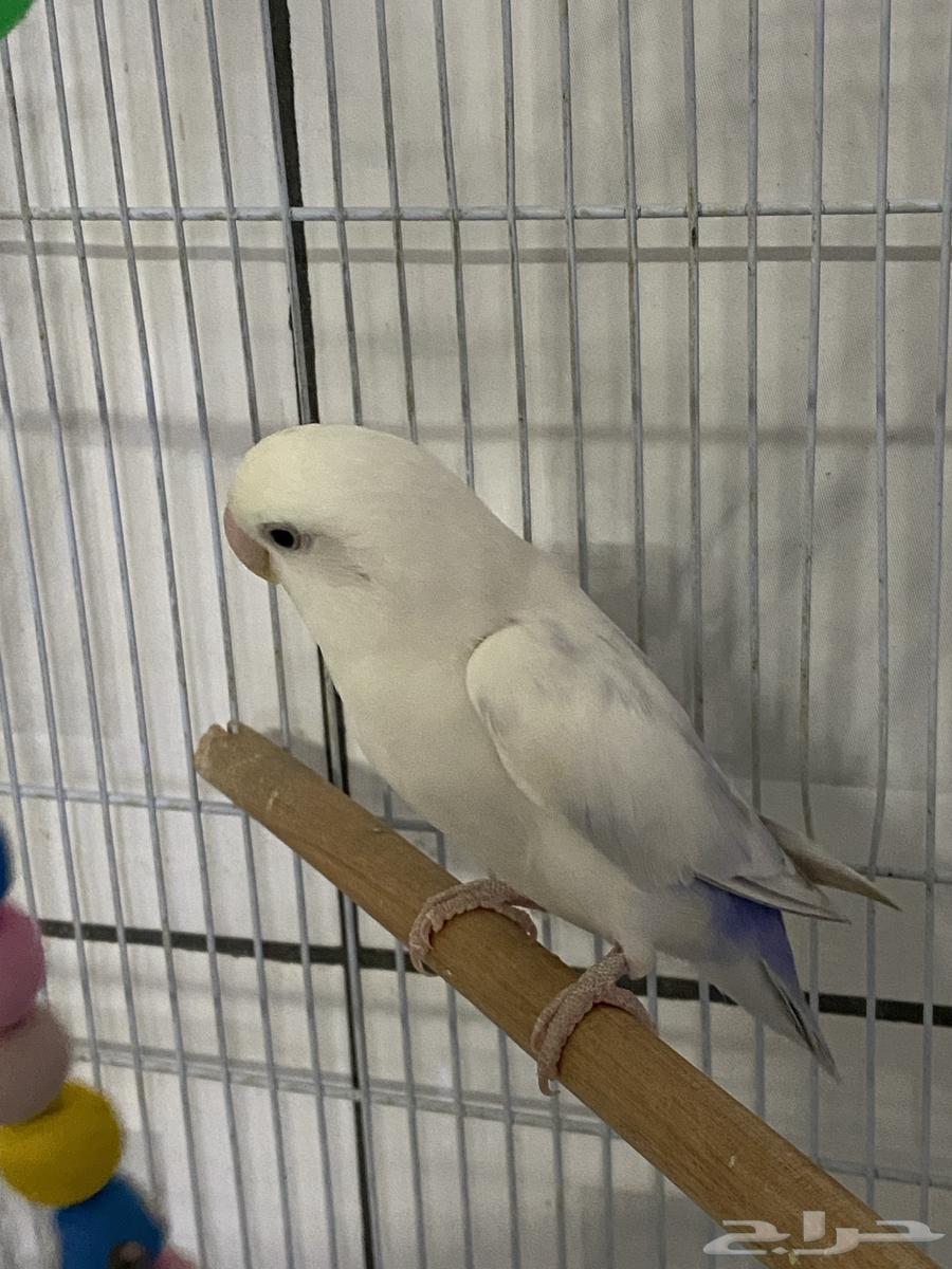 Bird of the day63619062502787111