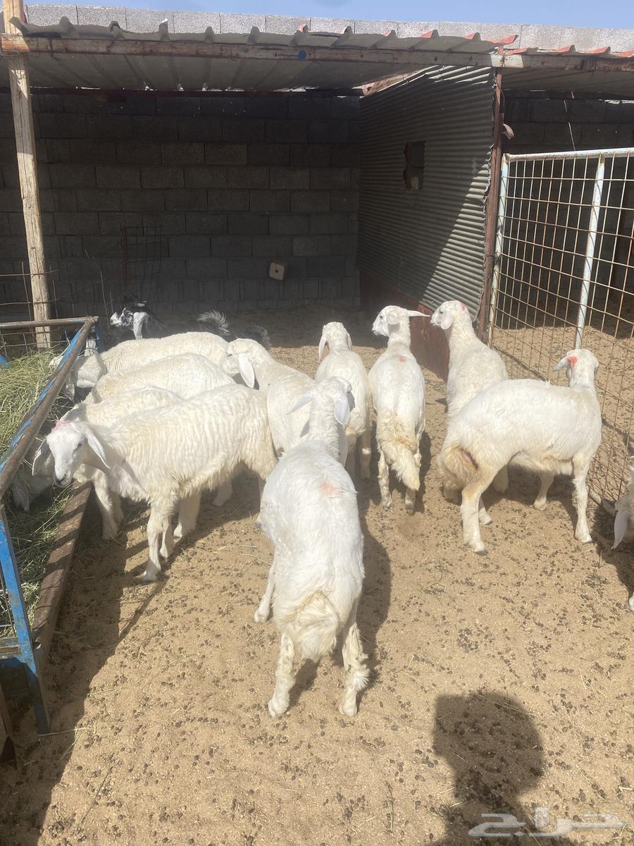 Clean, sealed fat lamb slaughter from refrigerator63877672449537111