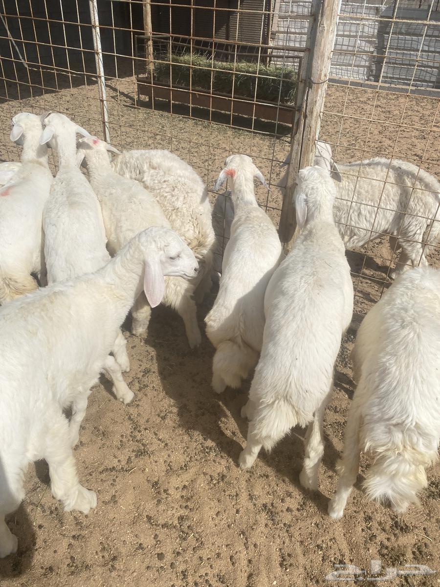 Clean, sealed fat lamb slaughter from refrigerator63877672449537113