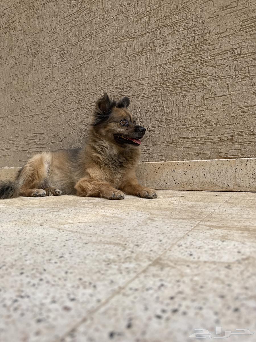 Pomeranian dog for sale at highest price63877771934465111