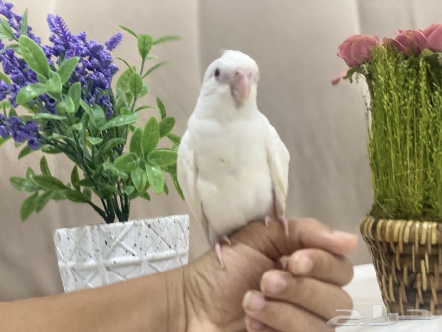 للبيع   فرخ كروان ألبينو63797281537795114