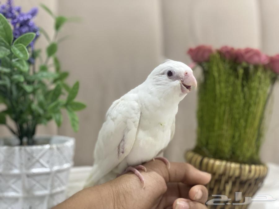 للبيع   فرخ كروان ألبينو63797281537795112