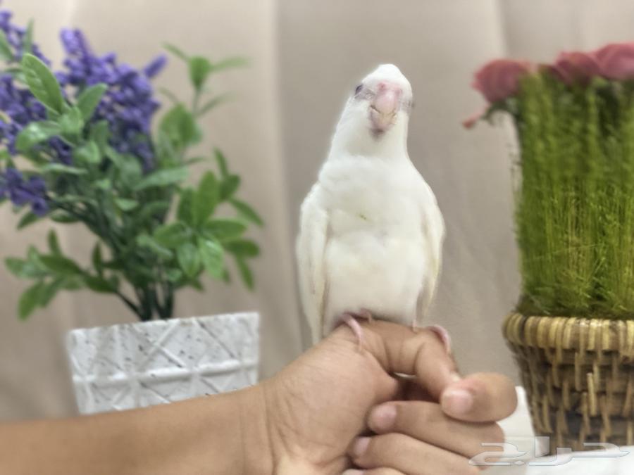 للبيع   فرخ كروان ألبينو63797281537795113