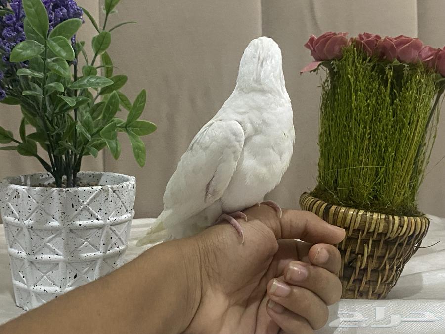 للبيع   فرخ كروان ألبينو63797281537795111