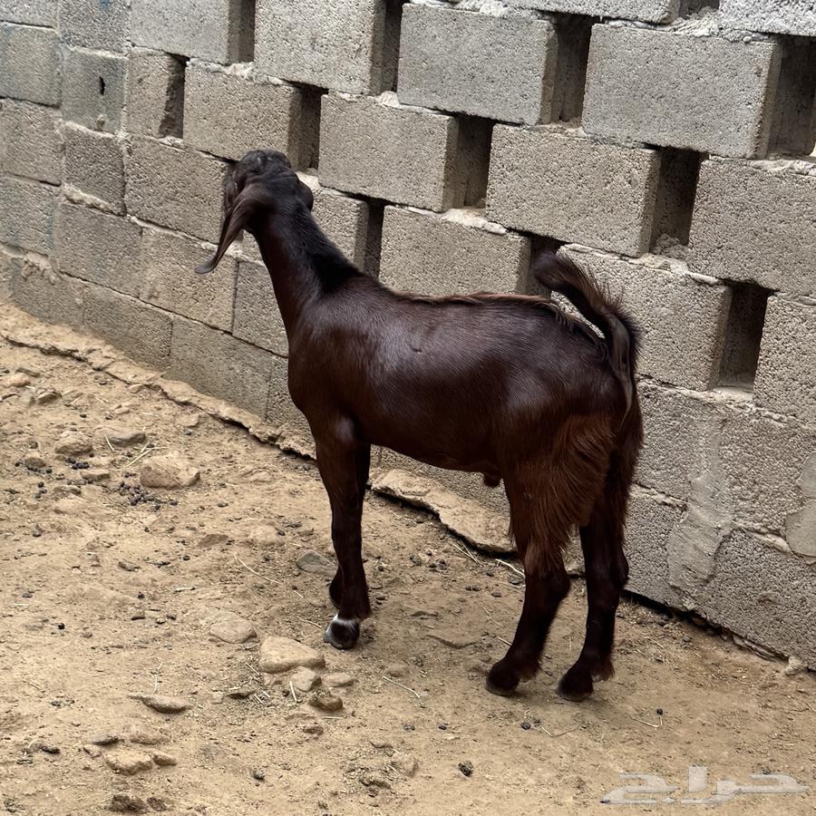 Goat for sale63810613961985111