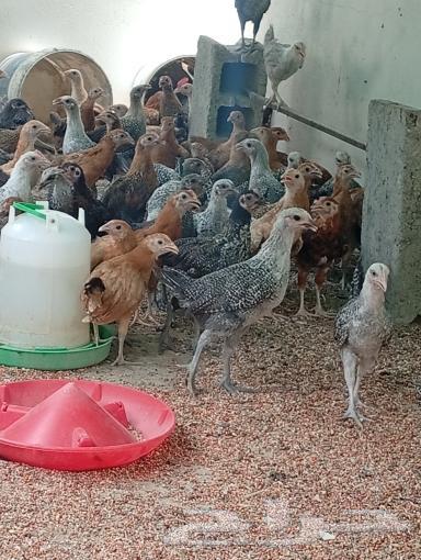 Three-month-old chicken63879295207426110