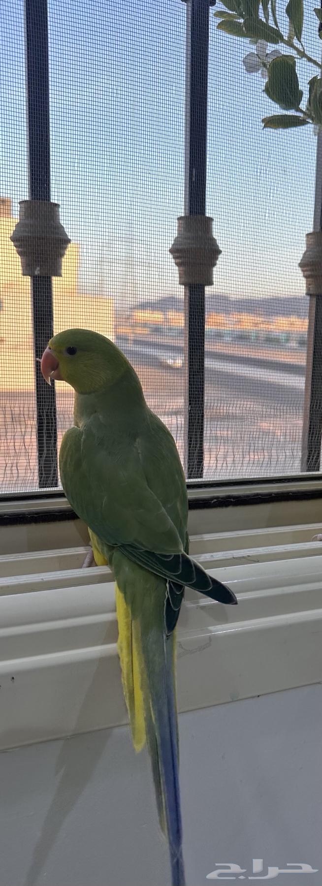 Sold Dutch Pearl Cock (Yellow Head Yellow Tail)63657327990274111