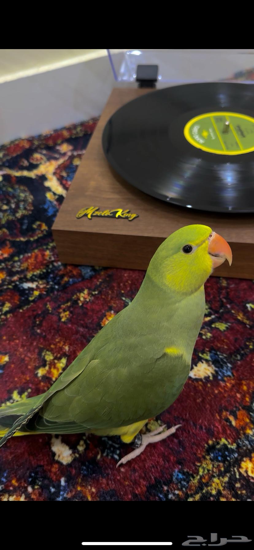 Sold Dutch Pearl Cock (Yellow Head Yellow Tail)63657327990274113