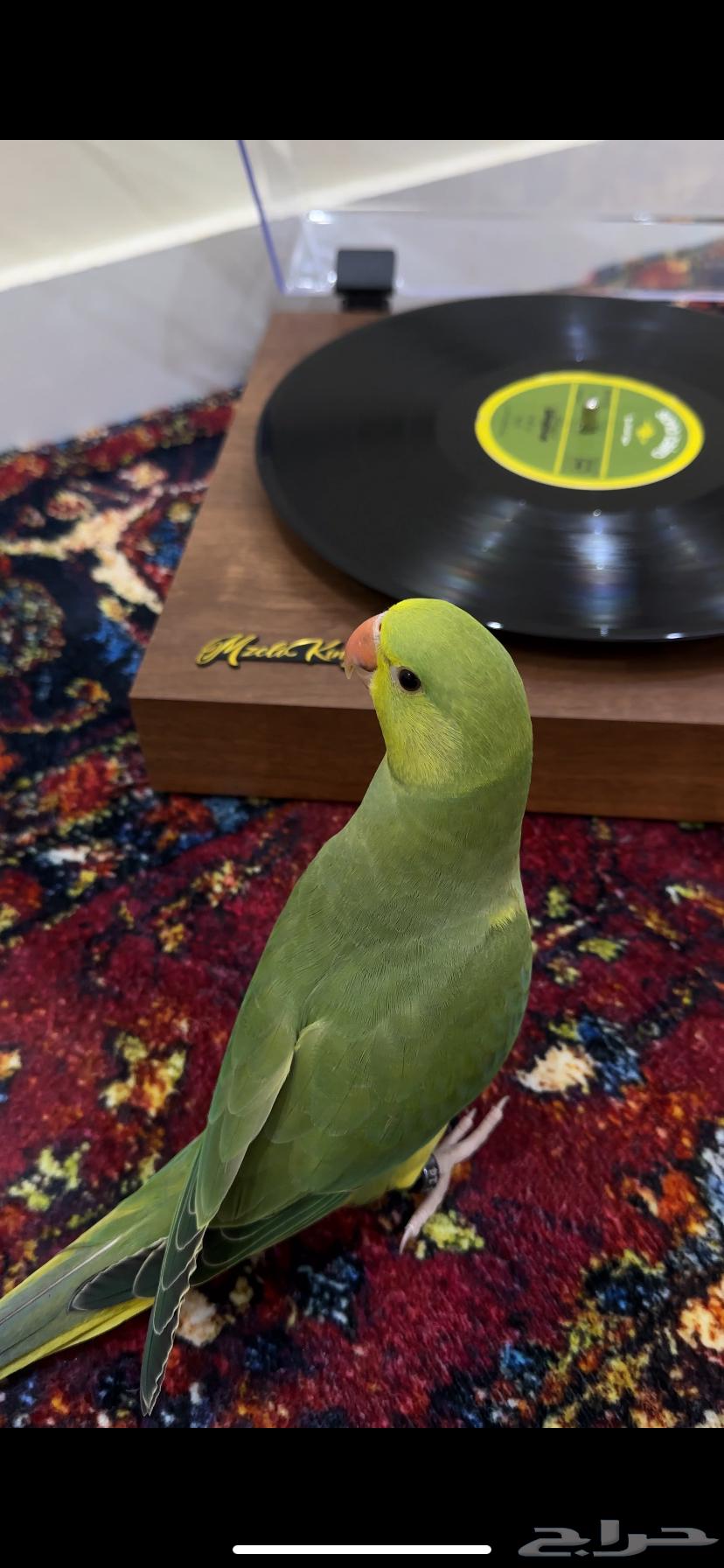 Sold Dutch Pearl Cock (Yellow Head Yellow Tail)63657327990274112