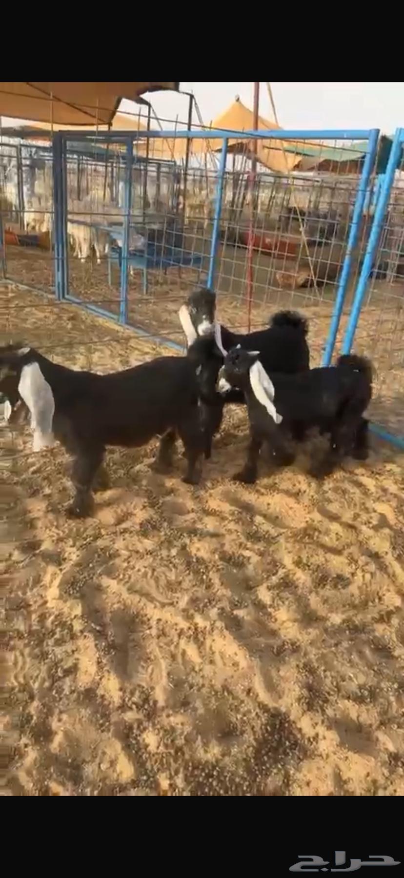 Goats for sale, slaughter-ready, fatty63888255652355112