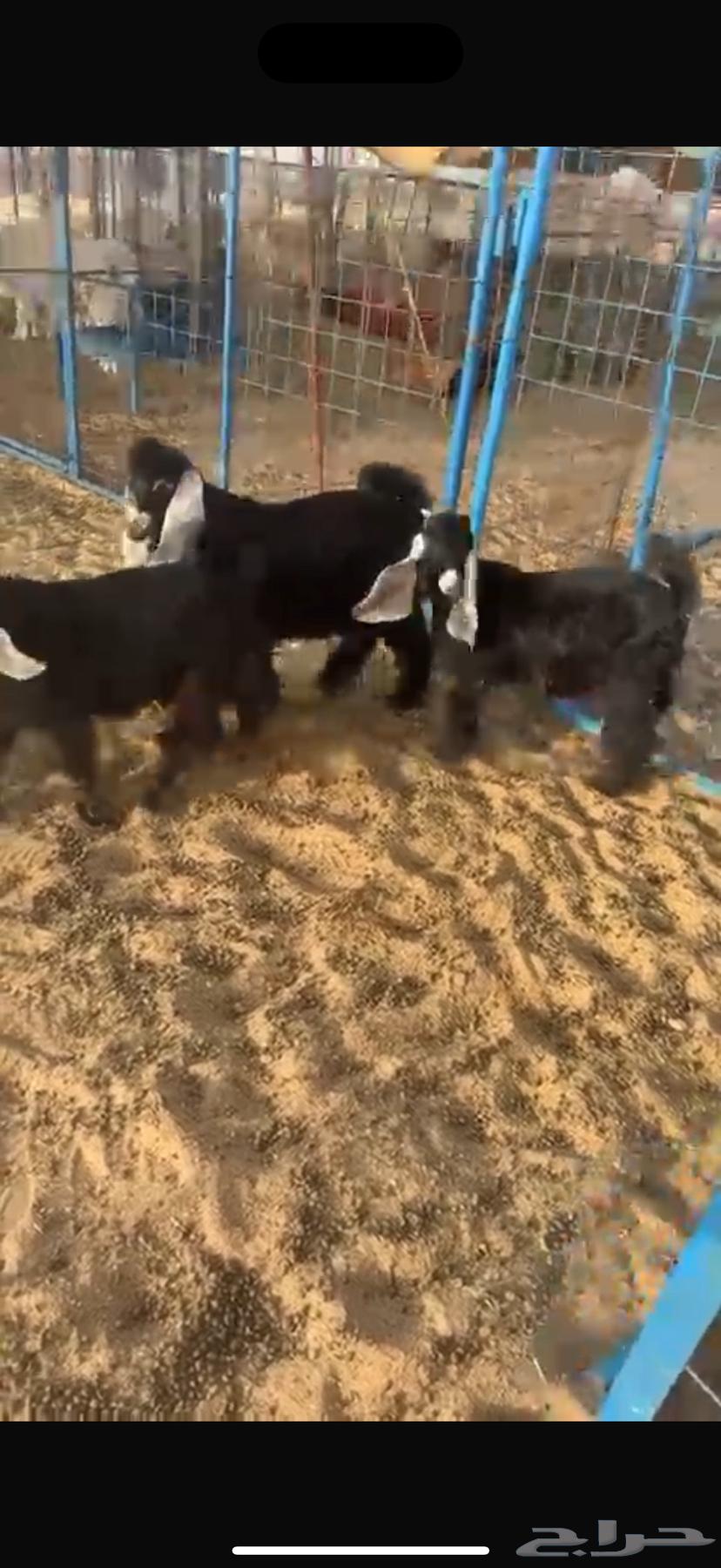 Goats for sale, slaughter-ready, fatty63888255652355110