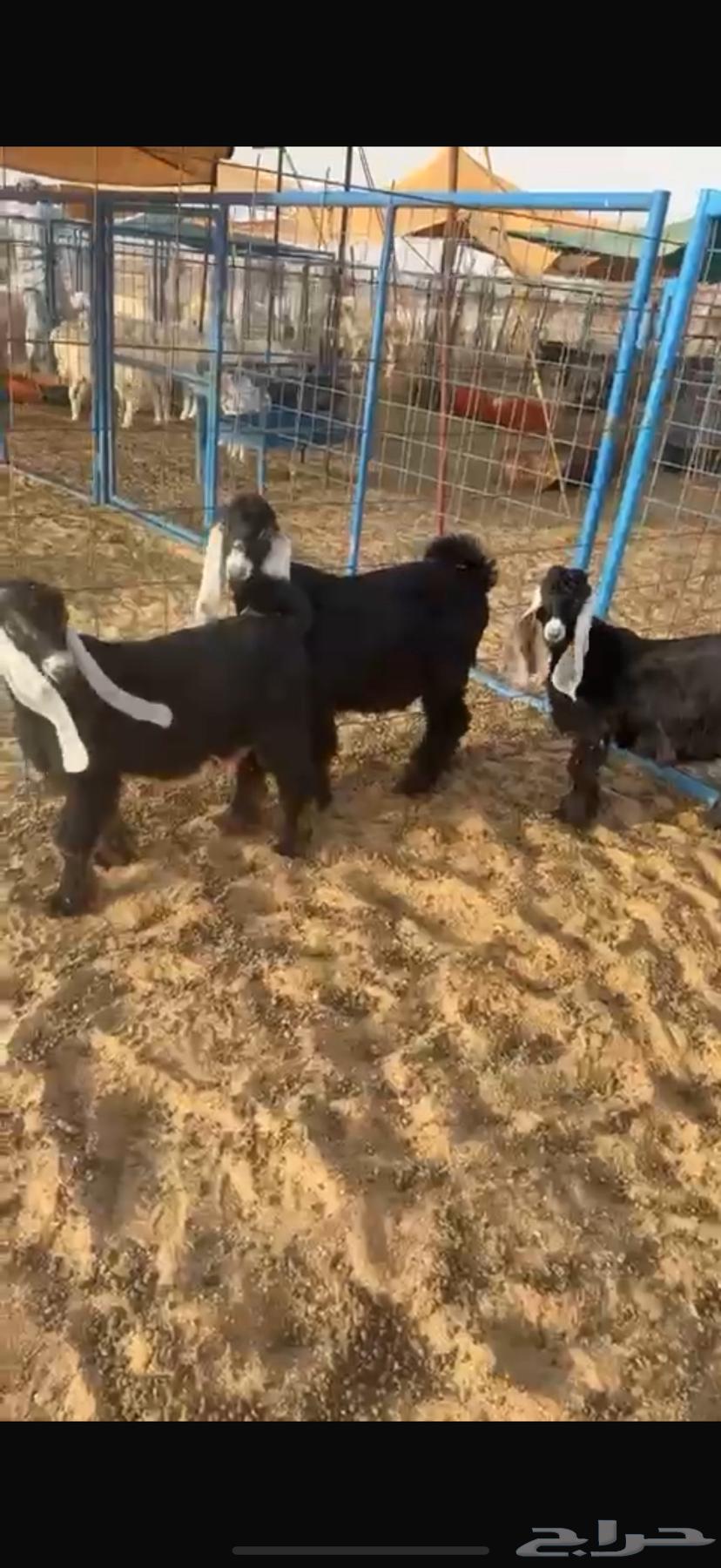 Goats for sale, slaughter-ready, fatty63888255652355111