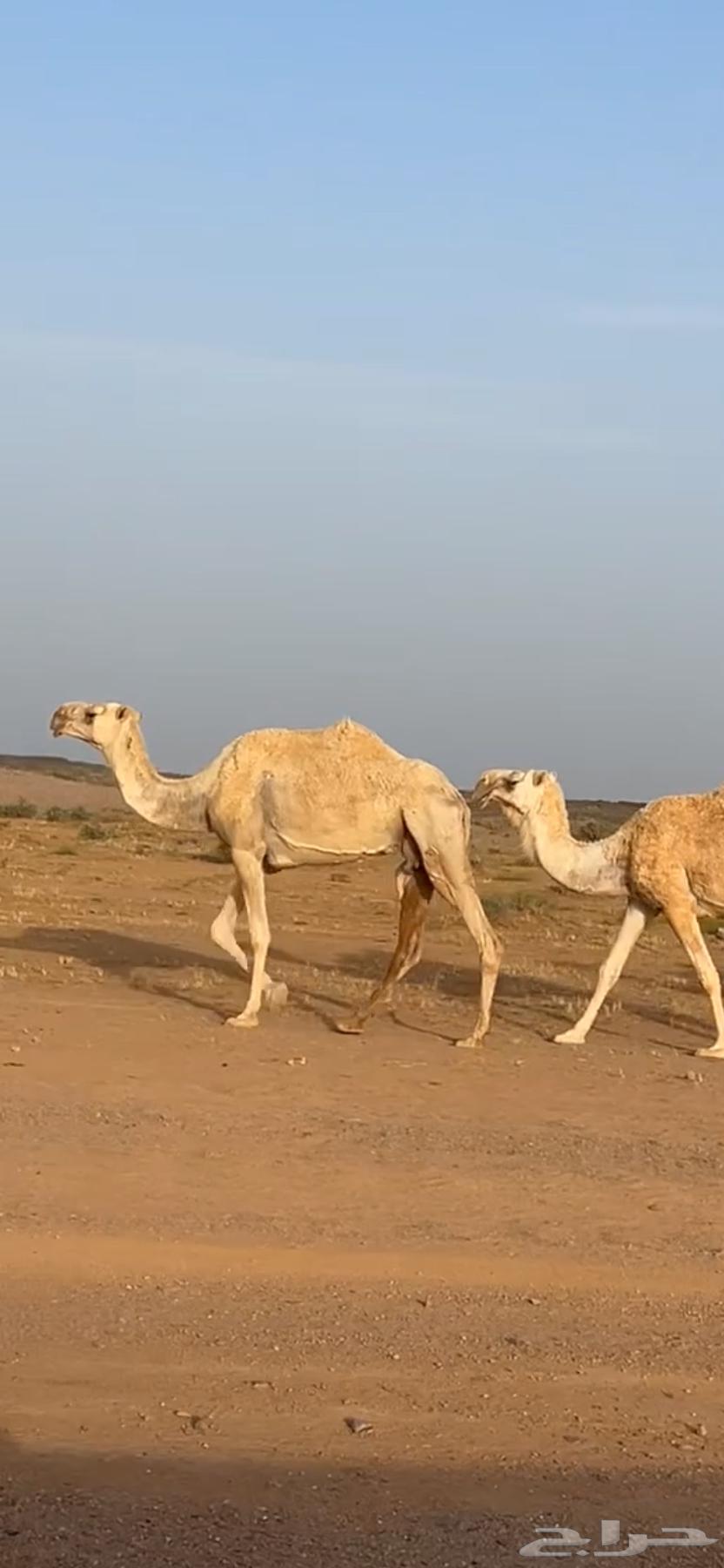 A Roman camel, great63875521926914111