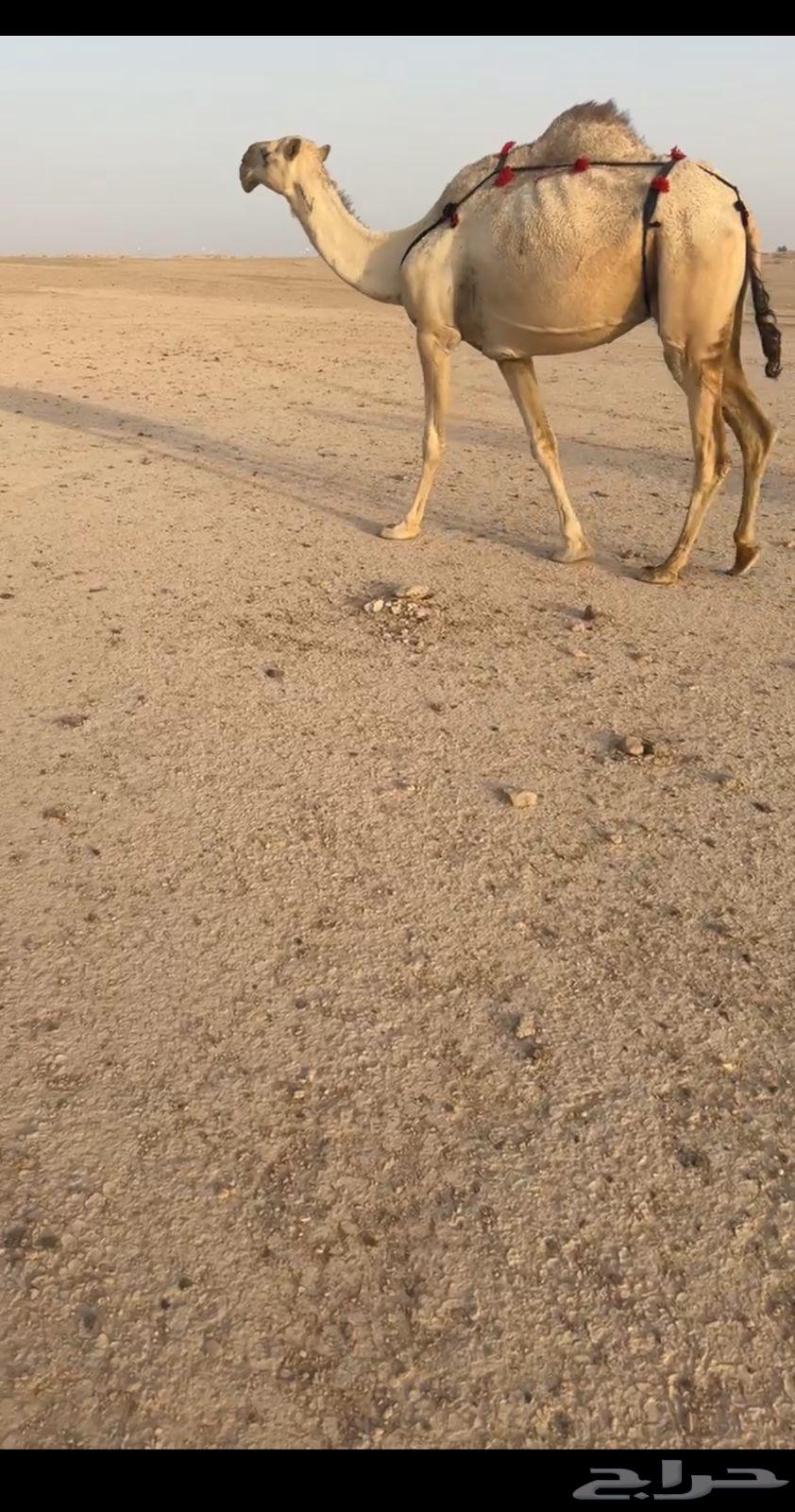 للبيع ابل ذود كفو63619062517379111