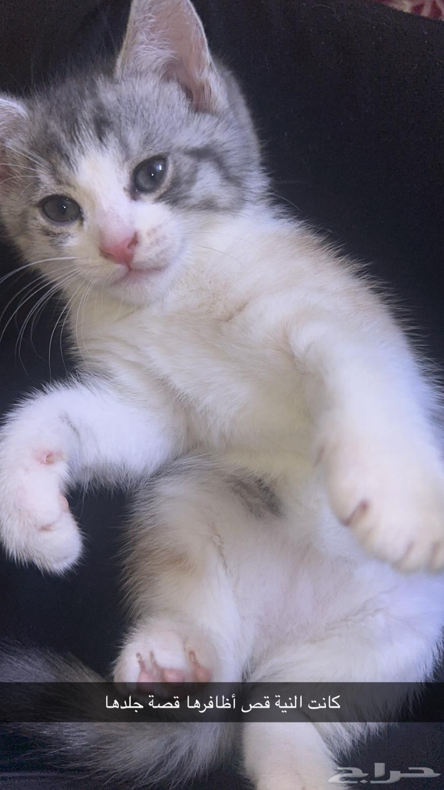 Kitten for sale63891105948673110
