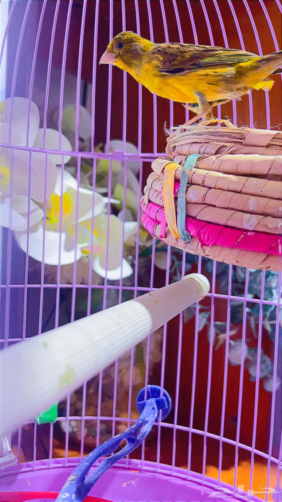 Syrian Canary63889559771394111
