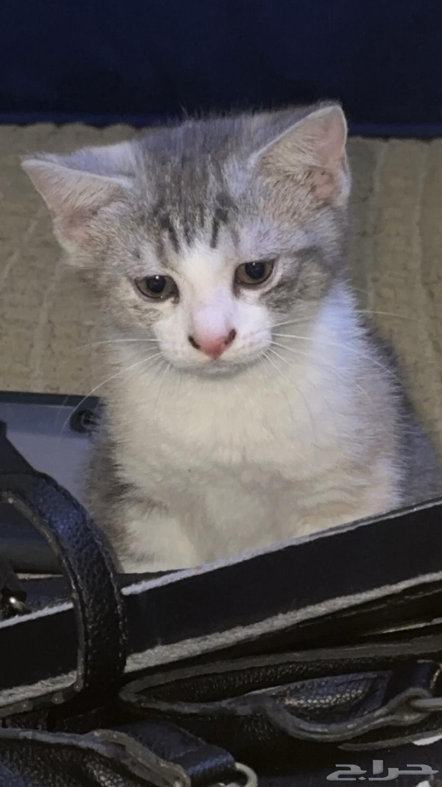 Kitten for sale63891105948673112