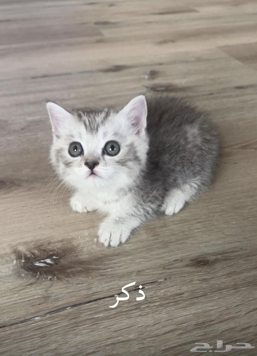Scottish Fold Cotton63699624793090111