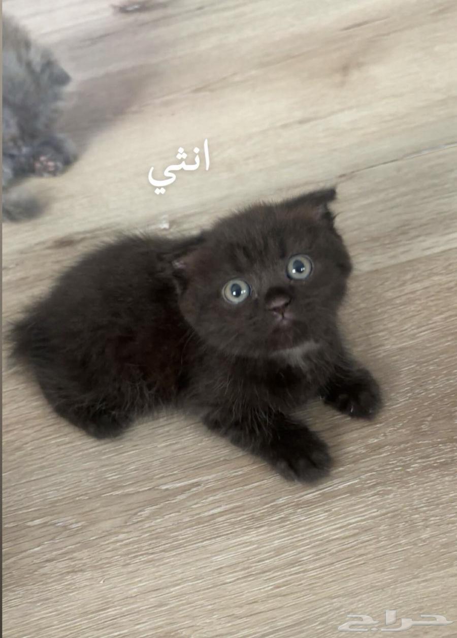 Scottish Fold Cotton63699624793090112